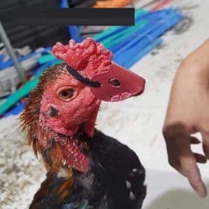 Bịt mỏ gà chọi để làm gì?