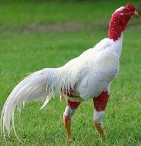 Bạch Nhạn là giống gà chọi gì?