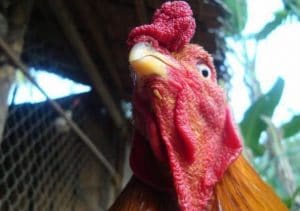 Như thế nào được gọi là gà móng cổ?