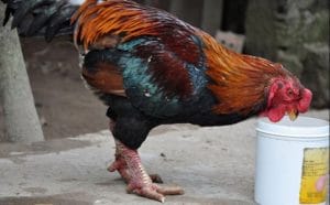 Nguồn gốc gà móng đỏ