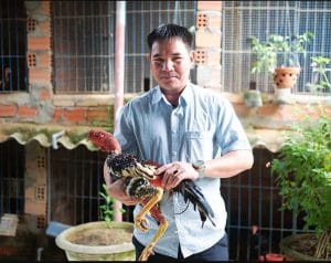 Gà chọi Quảng Ngãi dòng nào hay nhất?