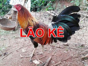 Gà lão kê thần đồng là gì?