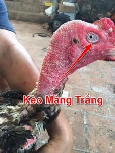 gà bị kéo màng trắng mắt là bệnh gì?