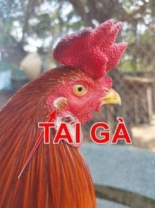 vậy loài gà có tai không?