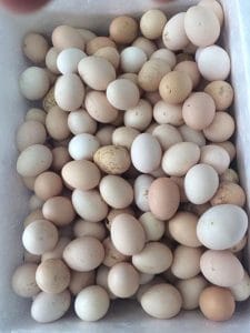 Giá trứng gà chọi là bao nhiêu