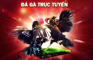 Cách đá gà mạng luôn thắngluôn thua