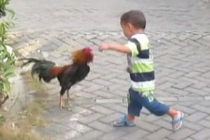 Cách đuổi gà khỏi vườn rau hiệu quả nhất