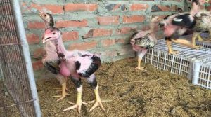 Cho gà ăn thức ăn dễ tiêu hóa