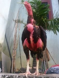 Cho gà ăn thức ăn dễ tiêu hóa