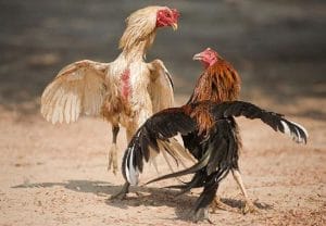Dòng gà chọi sinh thế có đá hay?