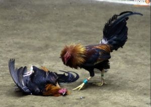 Lối đá gà thư hùng kê ra sao?