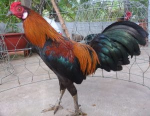 Gà cựa