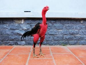 Làm cách nào để nhận biết gà đá cựa ?