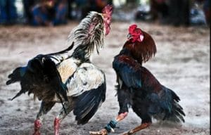 Giải mã gà móng cổ theo khoa học
