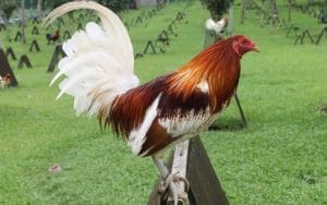 Sai số khi phối màu lông gà