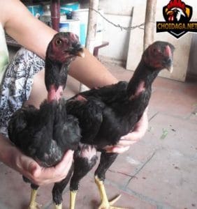 Giá trứng gà chọi đắt rẻ cao thấp phụ thuộc vào đâu?