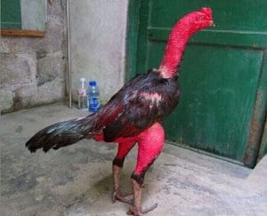 khử khuẩn làn da