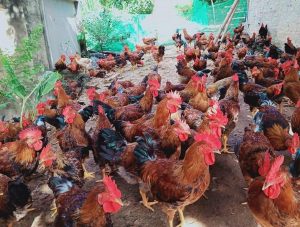 Khâu chuẩn bị cho kỹ thuật nuôi gà thả vườn