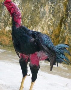 Chi tiết cách nuôi gà đá bo lớn đúng kỹ thuật