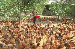 Quy trình nuôi gà thả vườn