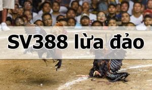 Khởi nguồn thông tin sv388 lừa đảo khách hàng