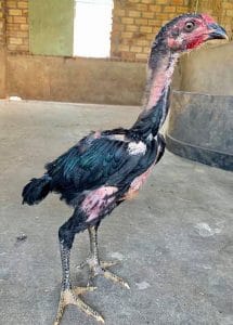 Gà chân chì có nên nuôi hay không?