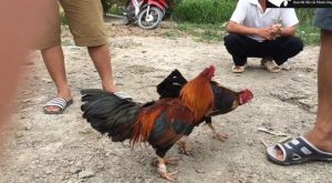 Nguyên nhân nào dẫn đến việc gà không chịu đá, bị rót?