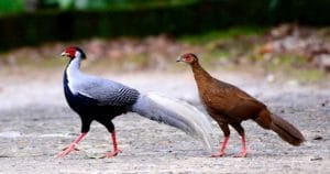 Điều kiện sống thích hợp của gà lôi trắng