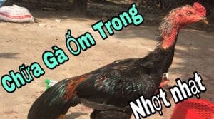 Lý do nào dẫn đến việc gà bị ốm trong?
