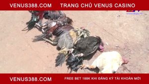 Bắt giữ 15 đối tượng đá gà ăn tiền ở Bạc Liêu
