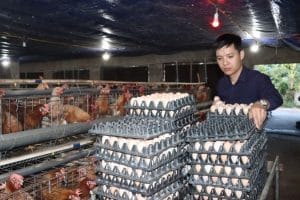 Nguyên tắc vàng với mô hình nuôi gà đẻ trứng