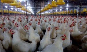 Chọn con giống nuôi gà công nghiệp