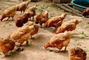 1. Thể trọng là chìa khóa chính trong chăn nuôi.