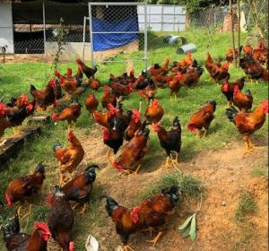 Những điều kiện cần có khi chuẩn bị nuôi gà