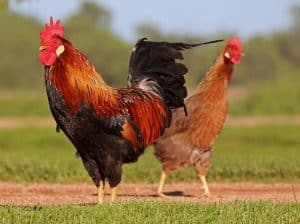 Kỹ thuật lựa chọn con giống